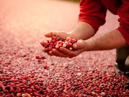 NEV0002 - Dried cranberries / Dried cranberries
