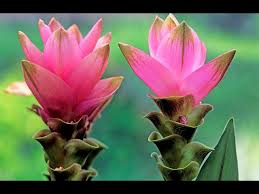 HER9369 - Curcuma moulu