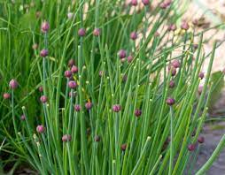 HER9349 - Chives