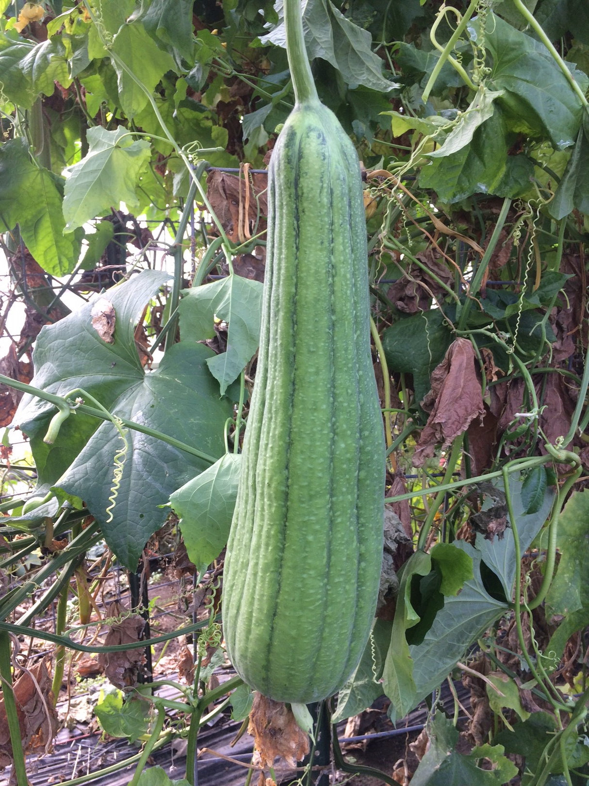 LAF0001 - PLANT FIBER - Luffa - Plant sponge