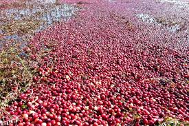 NEV0002 - Dried cranberries / Dried cranberries