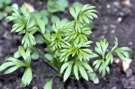 HER9357 - Anis en grains