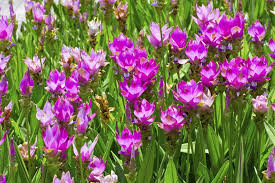 HER9369 - Curcuma moulu