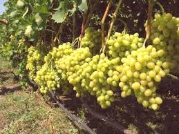 NEV0007 - Sultana grapes