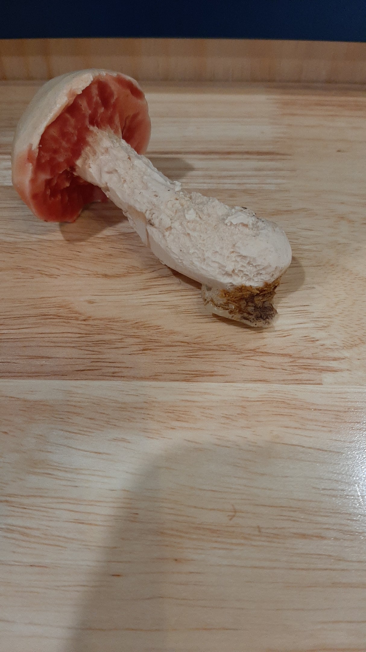 MUS0090 - Real looking terracotta mushrooms