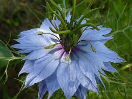 HER0651 - Graines de Nigelle