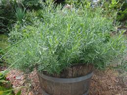 HER9367 - Tarragon
