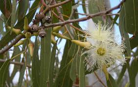 MED0009 - Eucalyptus - $ / 100g