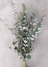 MED0009 - Eucalyptus - $ / 100g