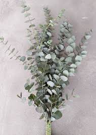 MED0009 - Eucalyptus - $ / 100g