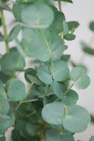 MED0009 - Eucalyptus - $ / 100g