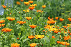 MED0001 - Fleurs de calendula - $ / 100g