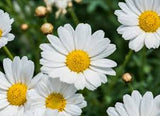 MED0003 - Fleurs de camomille - $ / 100g