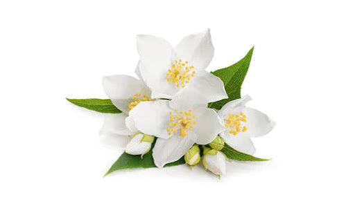 NEV0178 - Jasmine buds and petals 