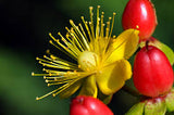 NEV0178 - Jasmine buds and petals 