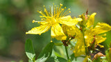 NEV0178 - Jasmine buds and petals 