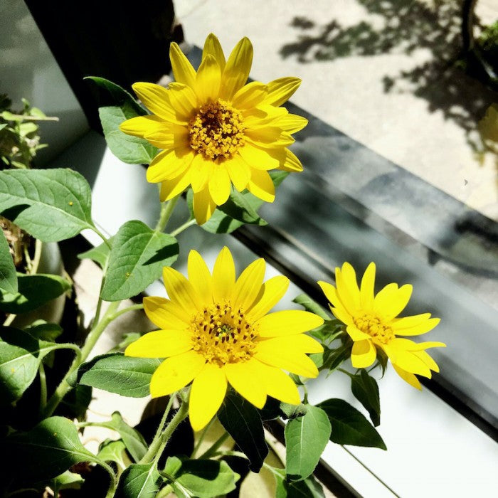MAN10015 - Mini-pots compostables - Tournesol nain / dwarf sunflower