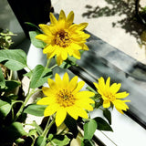 MAN10015 - Mini-pots compostables - Tournesol nain / dwarf sunflower