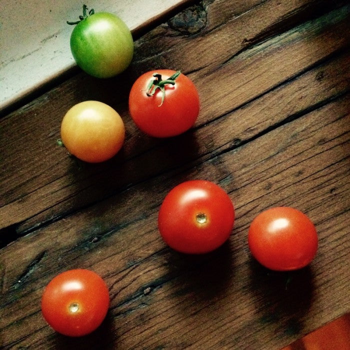 MAN10019 - Mini-pot compostable - Tomate cerise / cherry tomato