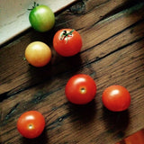 MAN10019 - Mini-pot compostable - Tomate cerise / cherry tomato
