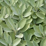 NEV0178 - Jasmine buds and petals 