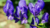 NEV0178 - Jasmine buds and petals 