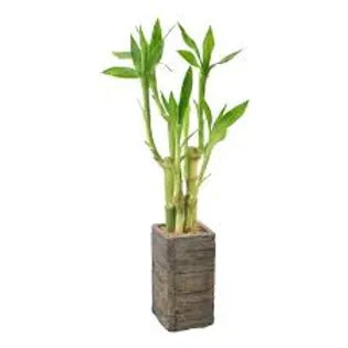 FRA-BAM-015 - Fragrance - Bamboo