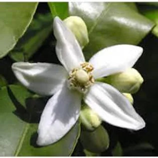 FRA-NER-015 - Fragrance - Neroli / Neroli