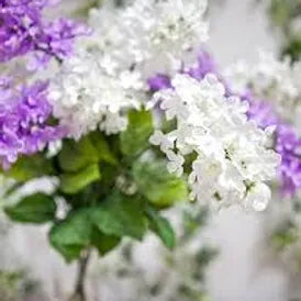 FRA-LIL-015 - Fragrance - Lilac/Lilac
