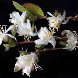 FRA-CHE-015 - Fragrance - Honeysuckle / Honeysuckle