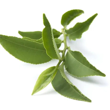 FRA-THE-015 - Fragrance - Green tea / Green tea