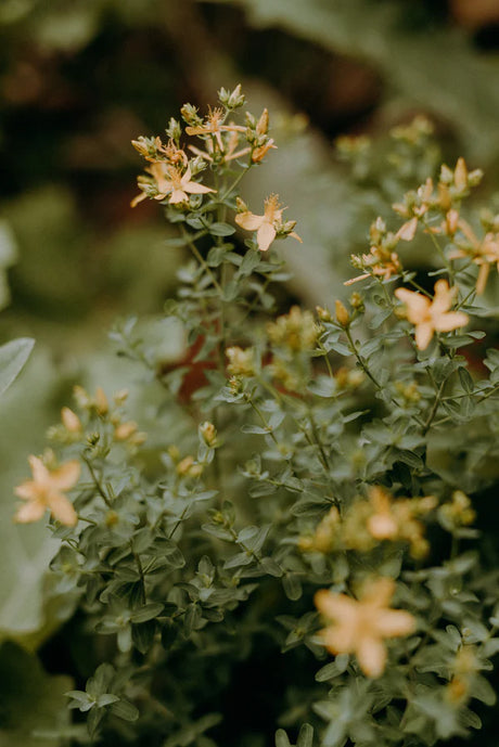 LMH0052 - Oily macerate of St. John's wort 