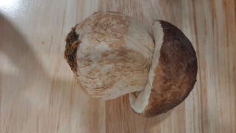MUS0034 - Champignon brun pâle, large pied