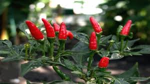 HER0668 - Chili mexicain