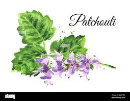 FRA-PAT-15 - Patchouli Fragrance 