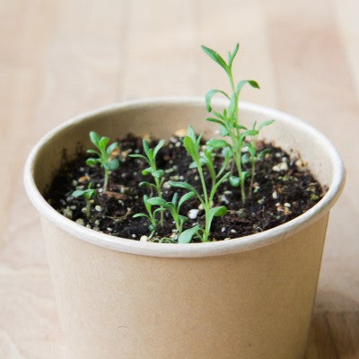 MAN10017 - Mini-pot compostable - Lavande