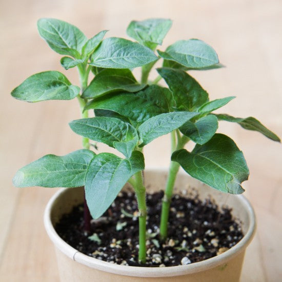 MAN10015 - Mini-pots compostables - Tournesol nain / dwarf sunflower