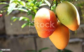 NEV0005 - Mangues séchées  / Dried mangoes - $ / 100g