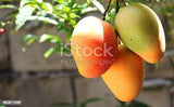NEV0005 - Mangues séchées  / Dried mangoes - $ / 100g