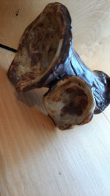 MUS0033 - Duo de champignons trompettes bruns